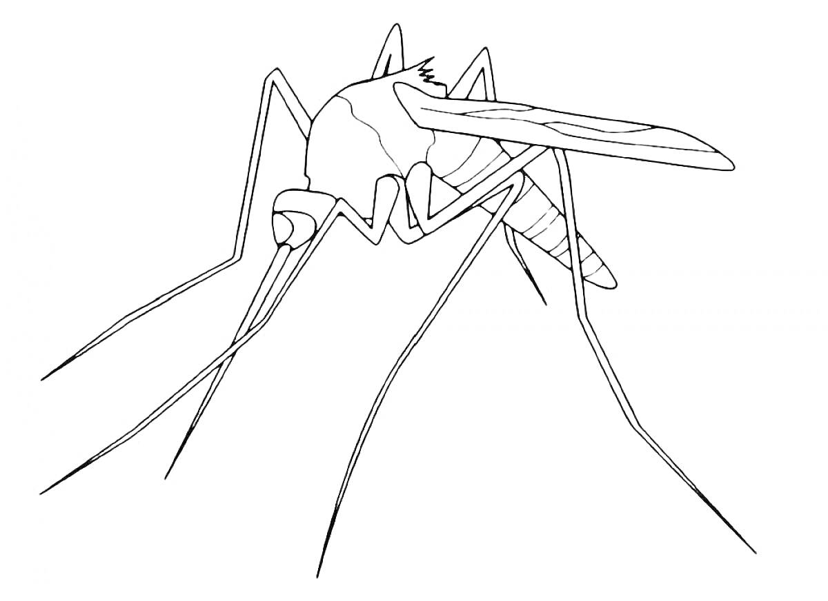 Раскраска Комар с длинными ногами, в профиль
