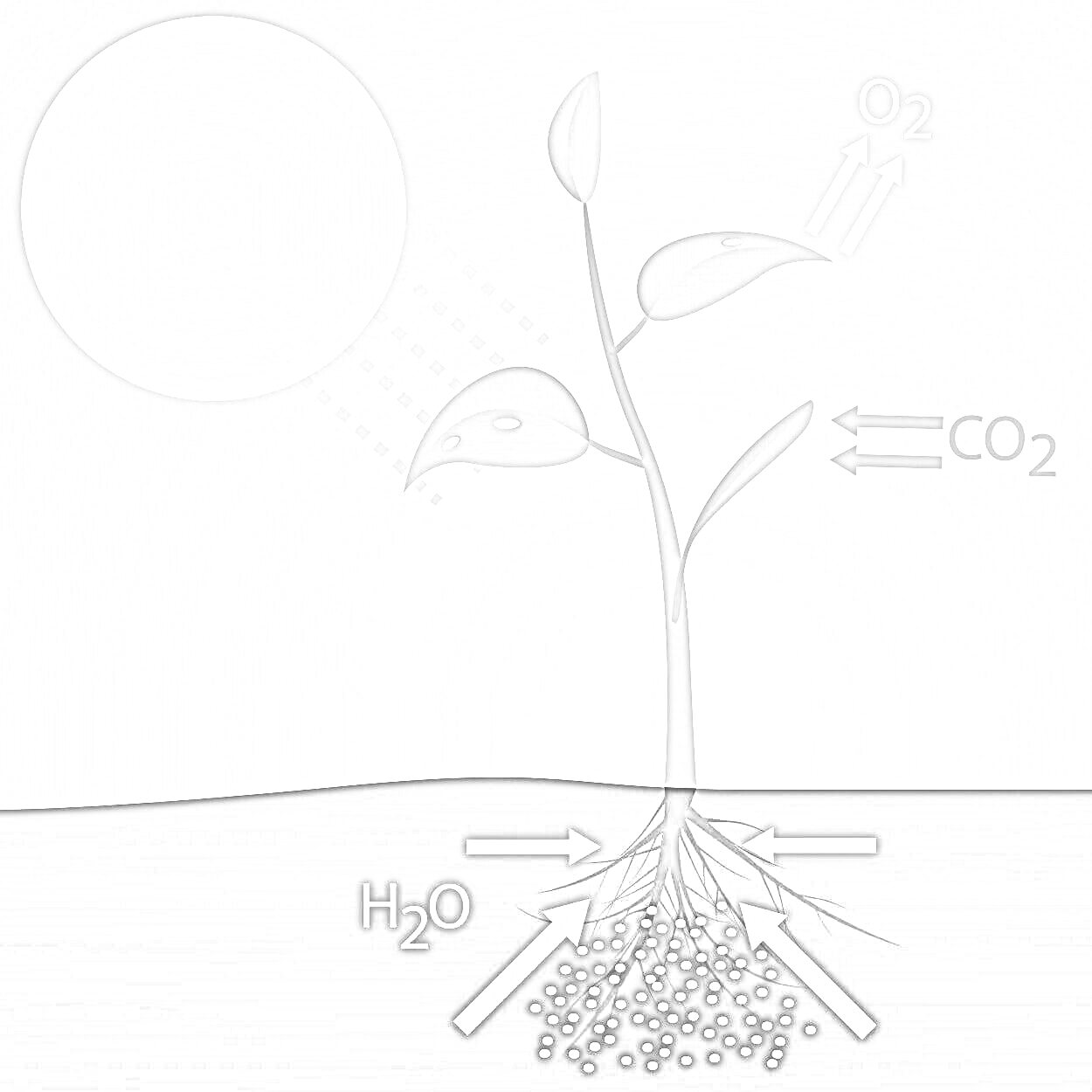 Раскраска Процесс фотосинтеза: солнечный свет, растение, корни, H2O, CO2, O2