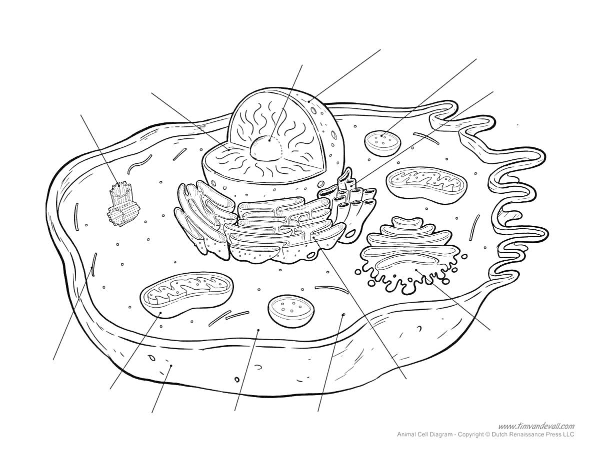 Растительная клетка с ядром, митохондрией, хлоропластами, рибосомой, эндоплазматической сетью, аппаратом Гольджи, вакуолью и цистоплазмой