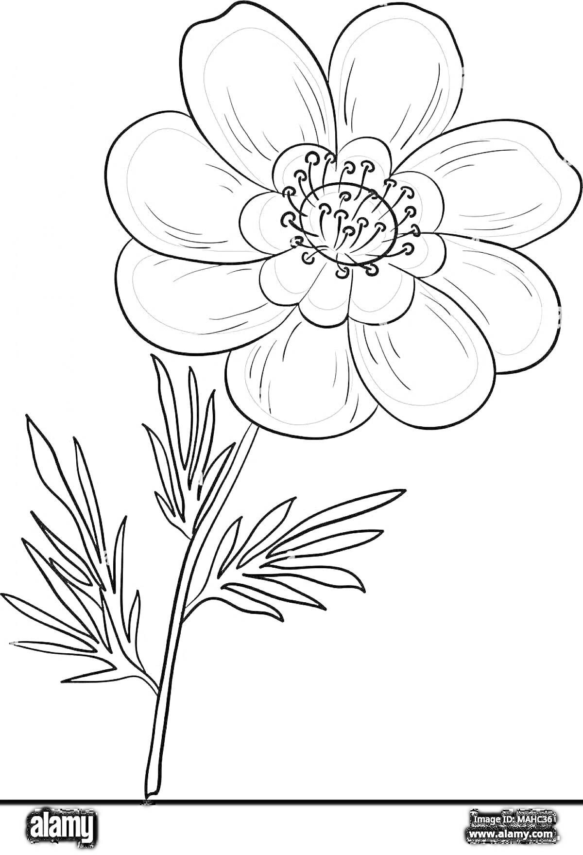 Раскраска Лазорик - цветок с крупными лепестками и центральной сердцевиной, внизу стебля несколько длинных листьев.
