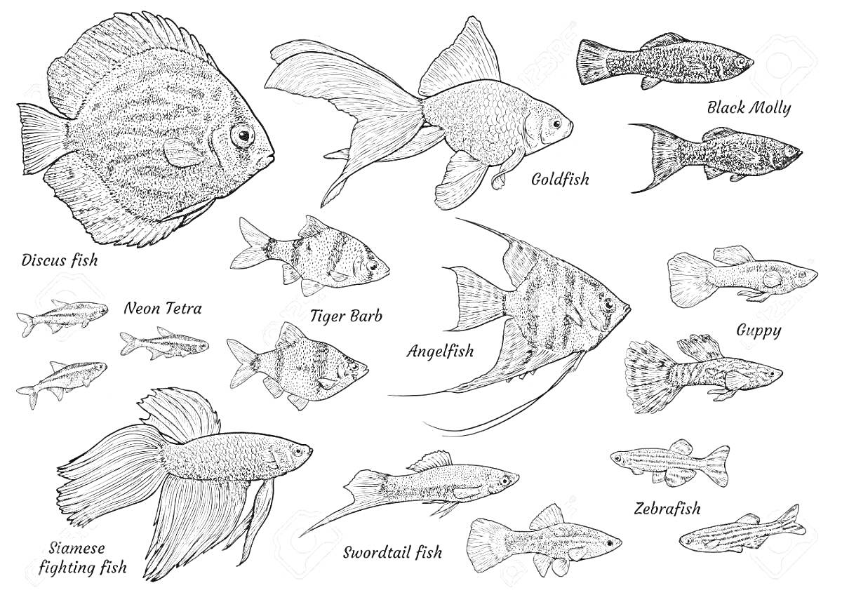 Раскраска - Black Molly: две рыбы черного цвета с вытянутым телом - Goldfish: крупная рыба с рельефными плавниками - AngelFish: две рыбы с вытянутыми плавниками и полосами - Guppy: одна крупная рыба с раздвоенным хвостом и длинными плавниками и две рыбы с большим х
