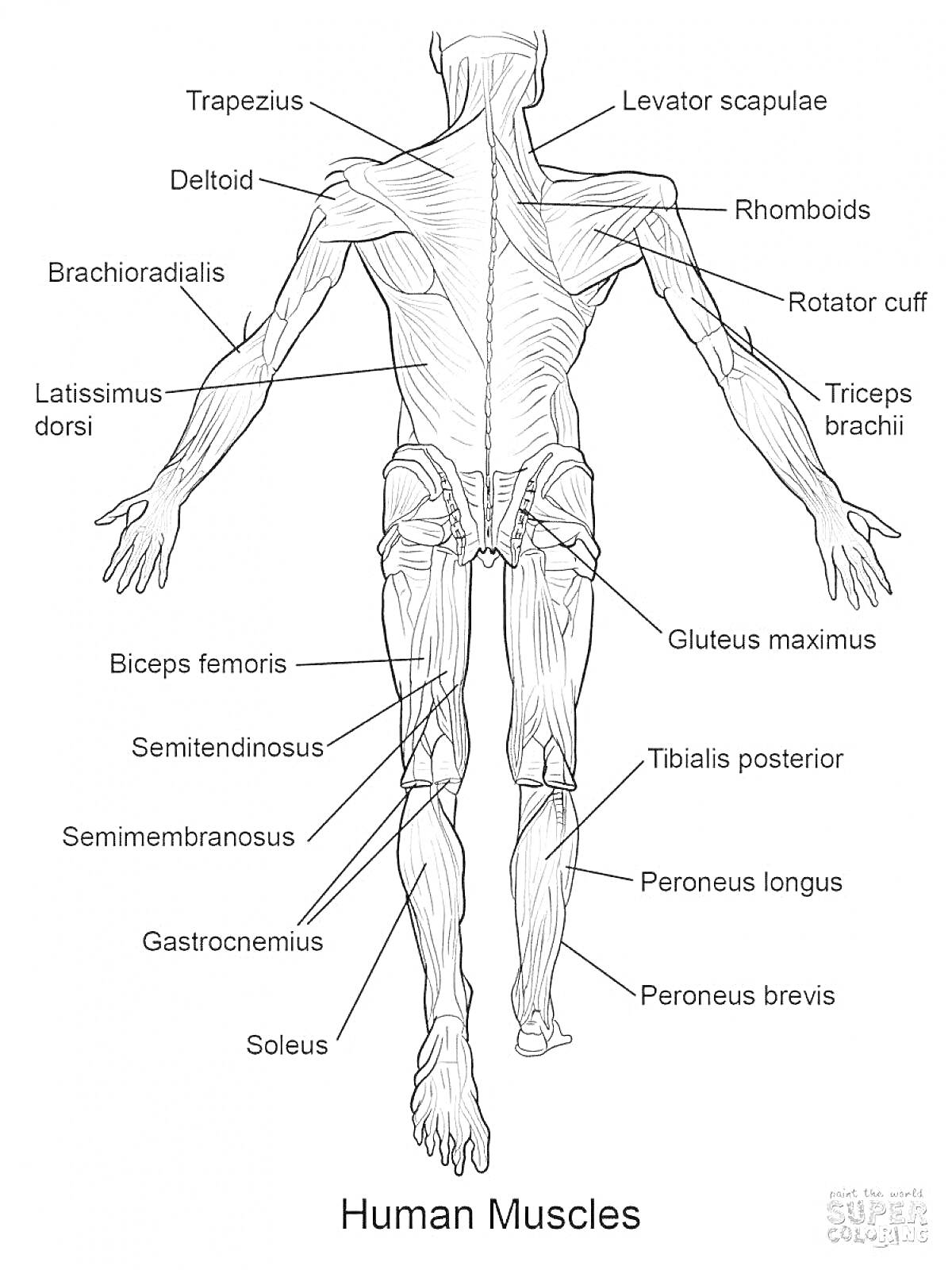 Раскраска анатомия мышц человека (Trapezius, Levator scapulae, Deltoid, Rhomboids, Rotator cuff, Brachioradialis, Triceps brachii, Latissimus dorsi, Gluteus maximus, Biceps femoris, Tibialis posterior, Semitendinosus, Peroneus longus, Semimembranosus, Peroneus brev