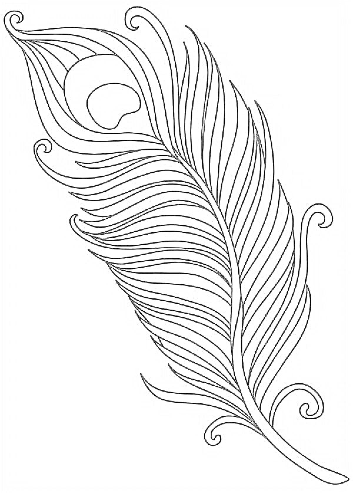 Раскраска Чёрно-белое изображение пера жар птицы с узорными линиями