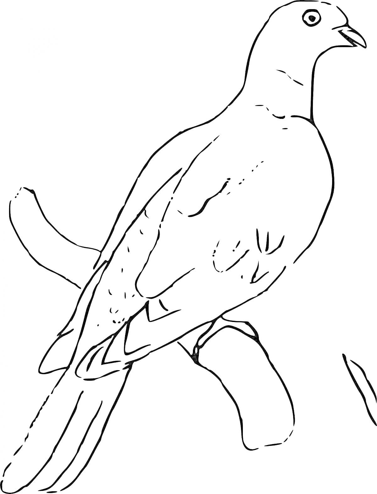 Раскраска Странствующий голубь на ветке, направо смотрящий, с одним крылом видимым