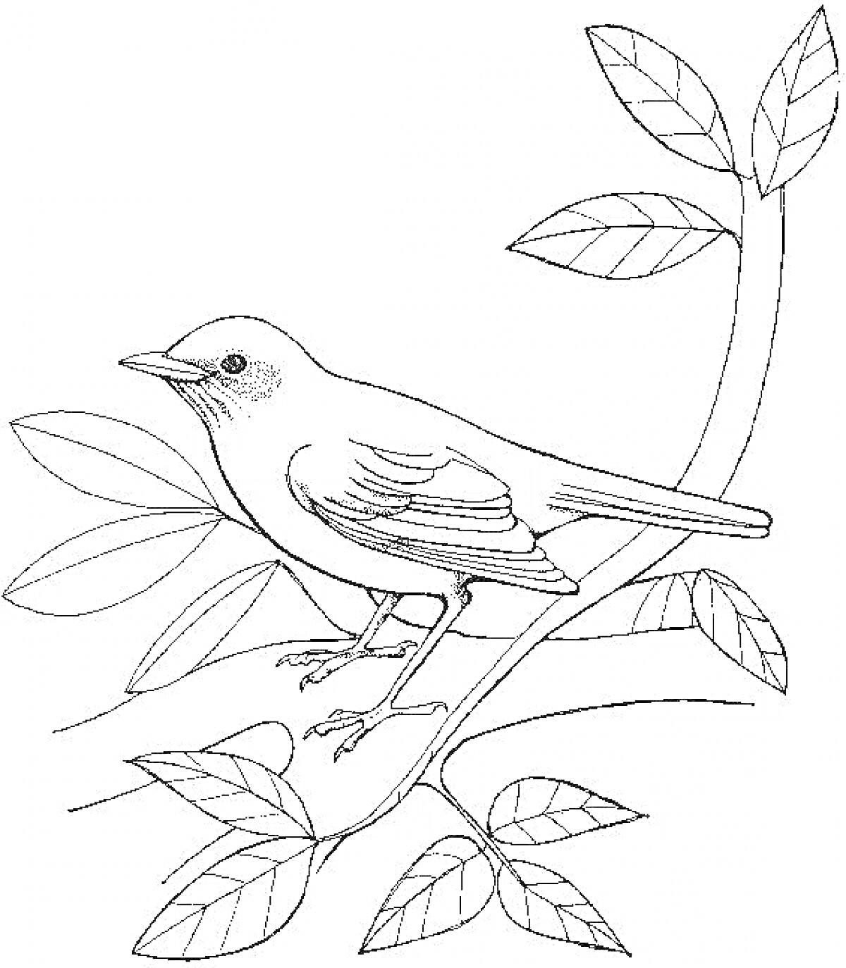 На раскраске изображено: Зяблик, Птица, Ветка, Листья, Контурные рисунки