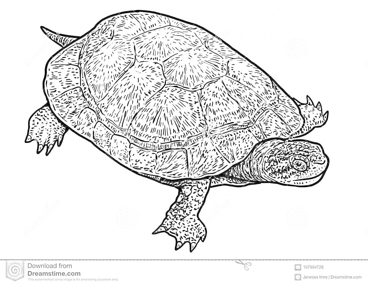На раскраске изображено: Черепаха, Панцирь, Лапы, Природа