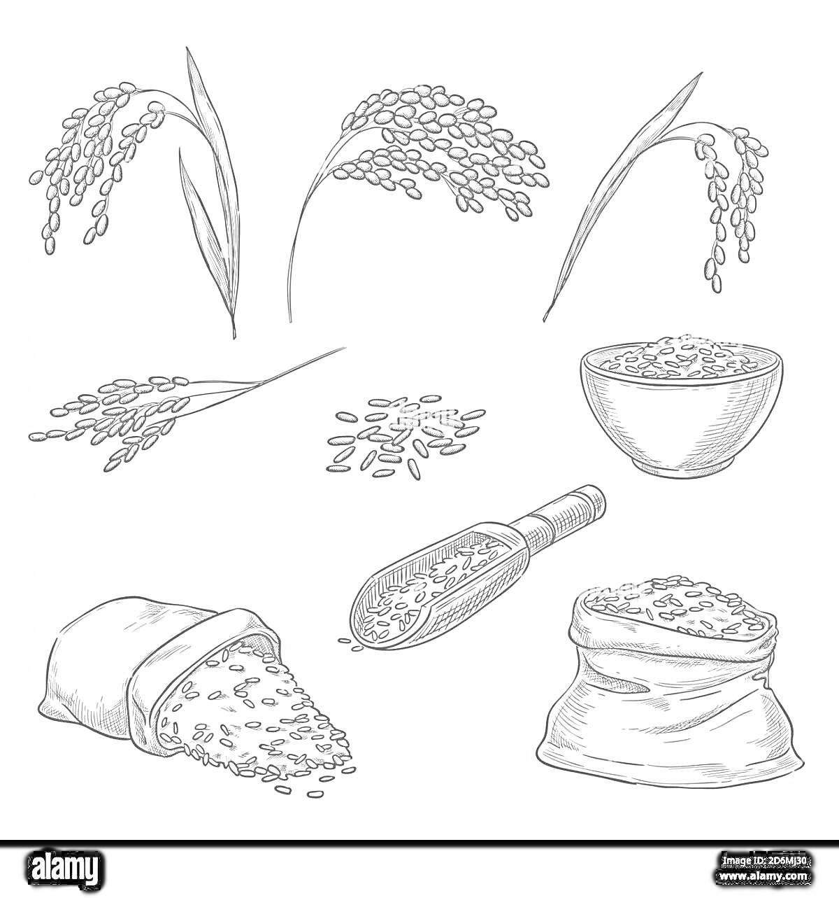 Колосья гречки, зерна гречки, миска с гречкой, совок с гречкой, мешок с рассыпанной гречкой, полный мешок гречки