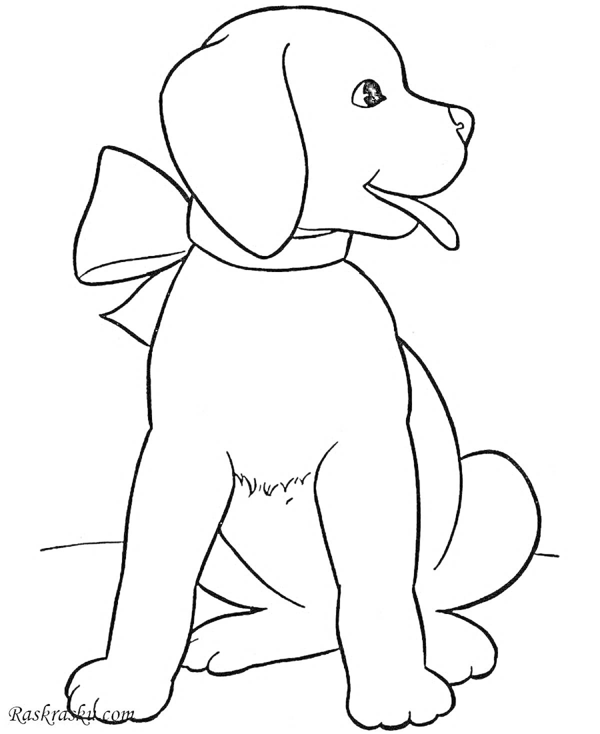 Раскраска щенок с бантом, сидящий и высовывающий язык