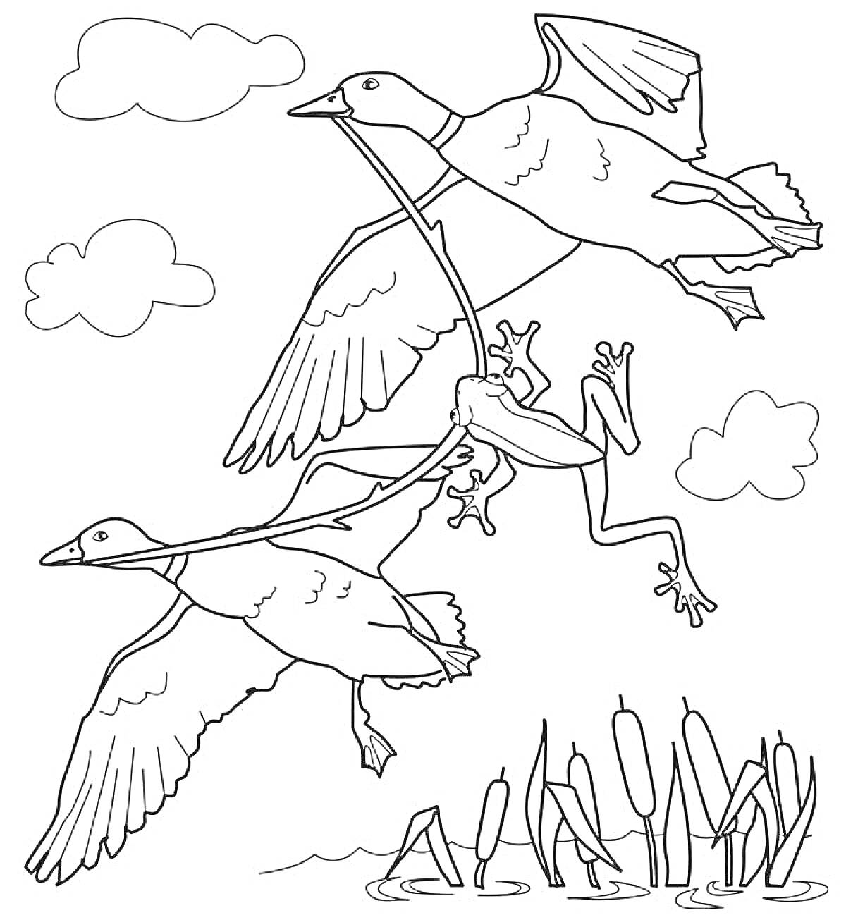 Раскраска Лягушка путешественница на тростнике, зажатая между двумя летящими утками, облака на заднем плане