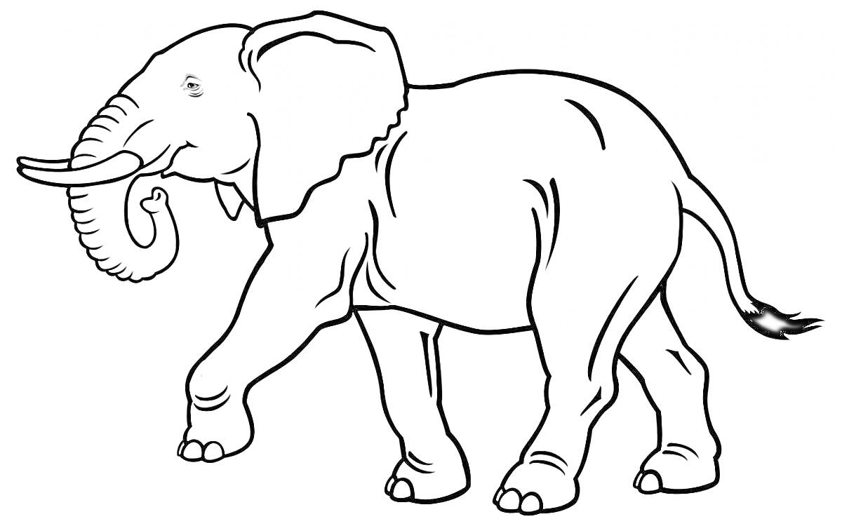 На раскраске изображено: Слон, Животные, Африка, Хобот, Большие уши, Контурные рисунки, Разукрашка