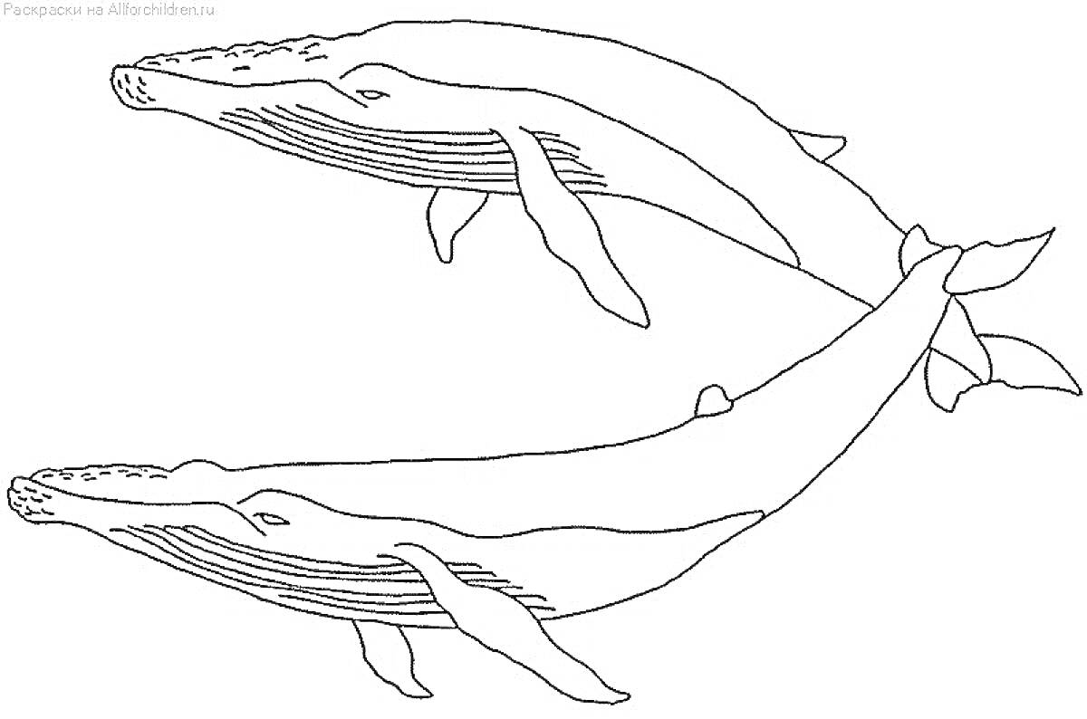Раскраска Два горбатых кита