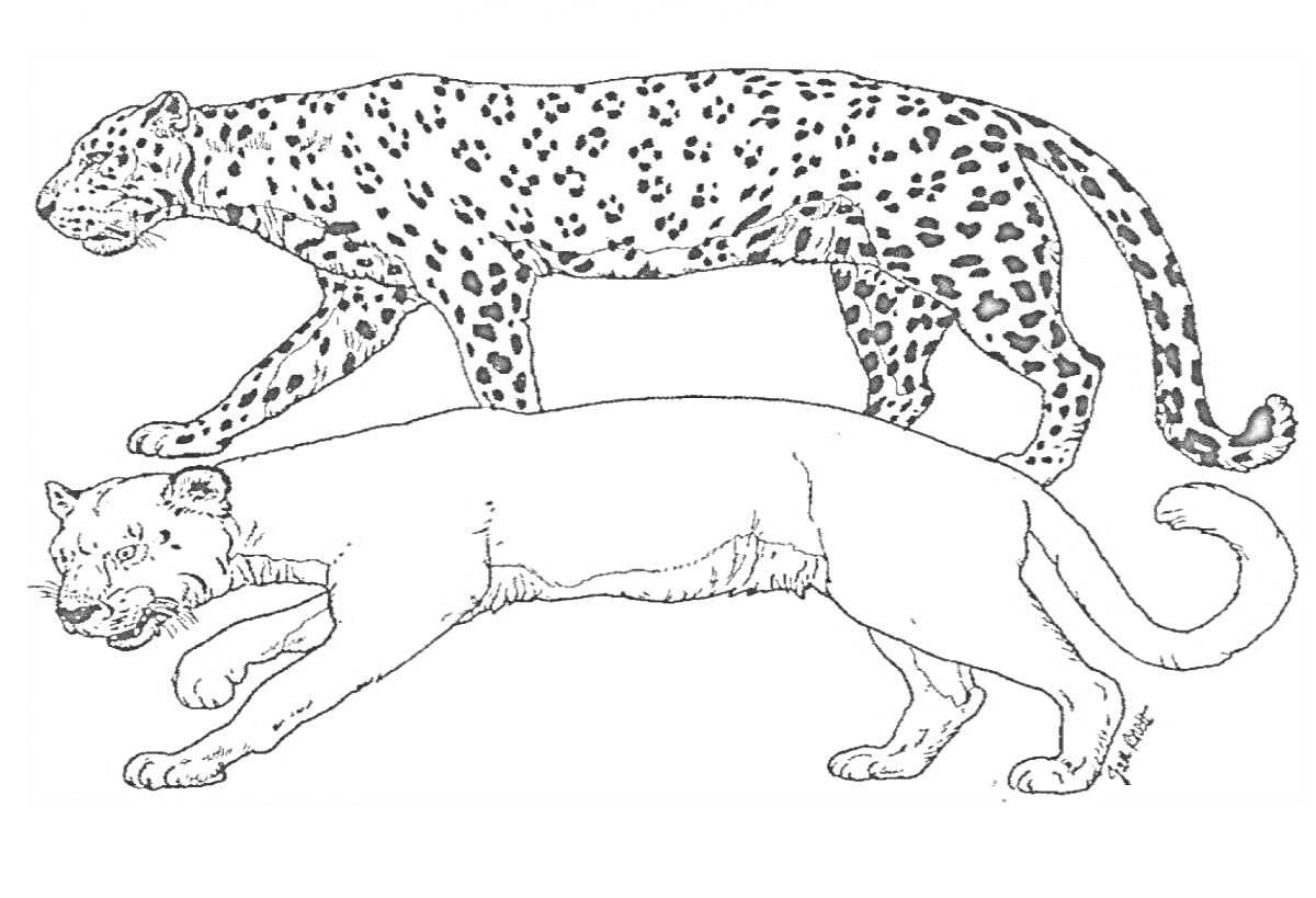 На раскраске изображено: Гепард, Королевский гепард, Животные, Дикая природа, Контурные рисунки