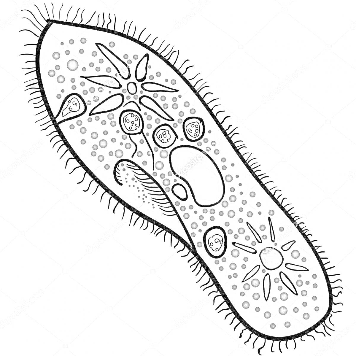 Инфузория туфелька с ресничками, ядрами, вакуолями и пищеварительными органеллами