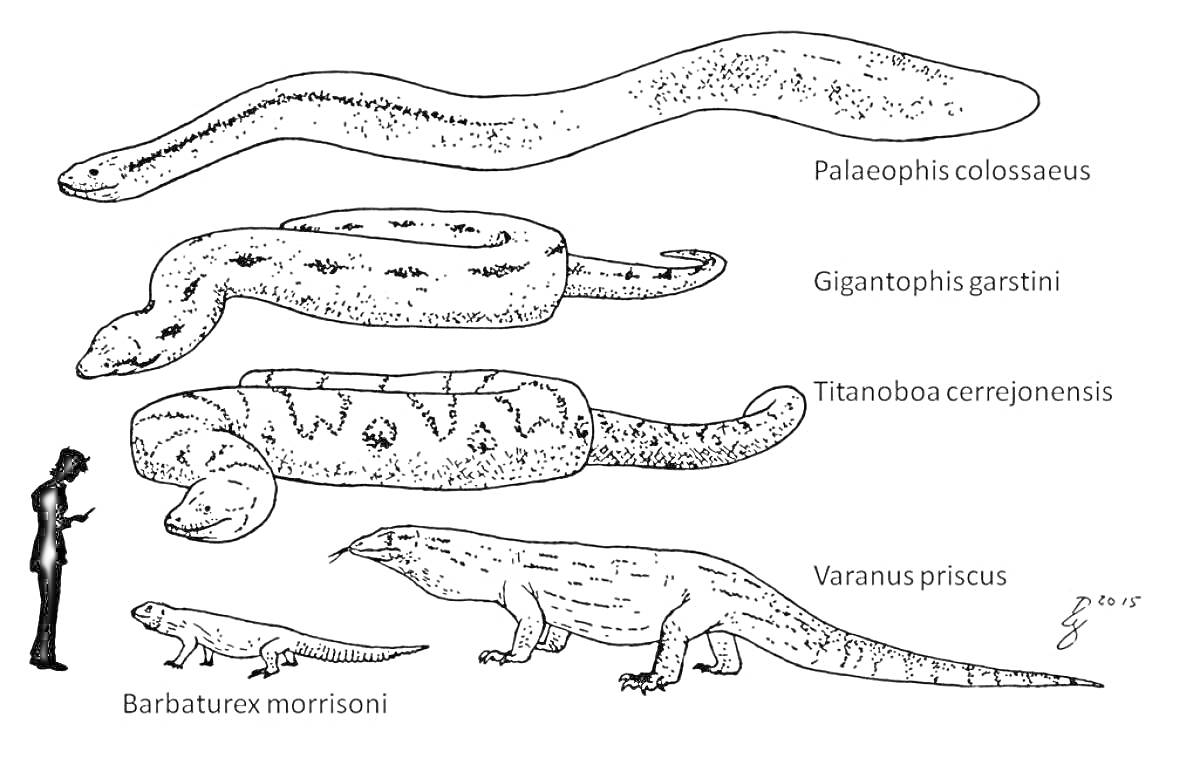 Раскраска Гигантские вымершие рептилии: Palaeophis colossaeus, Gigantophis garstini, Titanoboa cerrejonensis, Varanus priscus, Barbaturex morrisoni, с масштабом человека