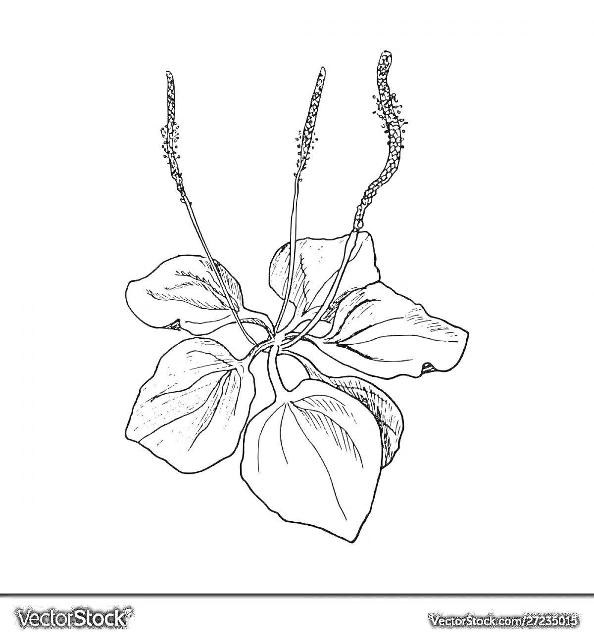 Раскраска Подорожник с листьями и цветоносами