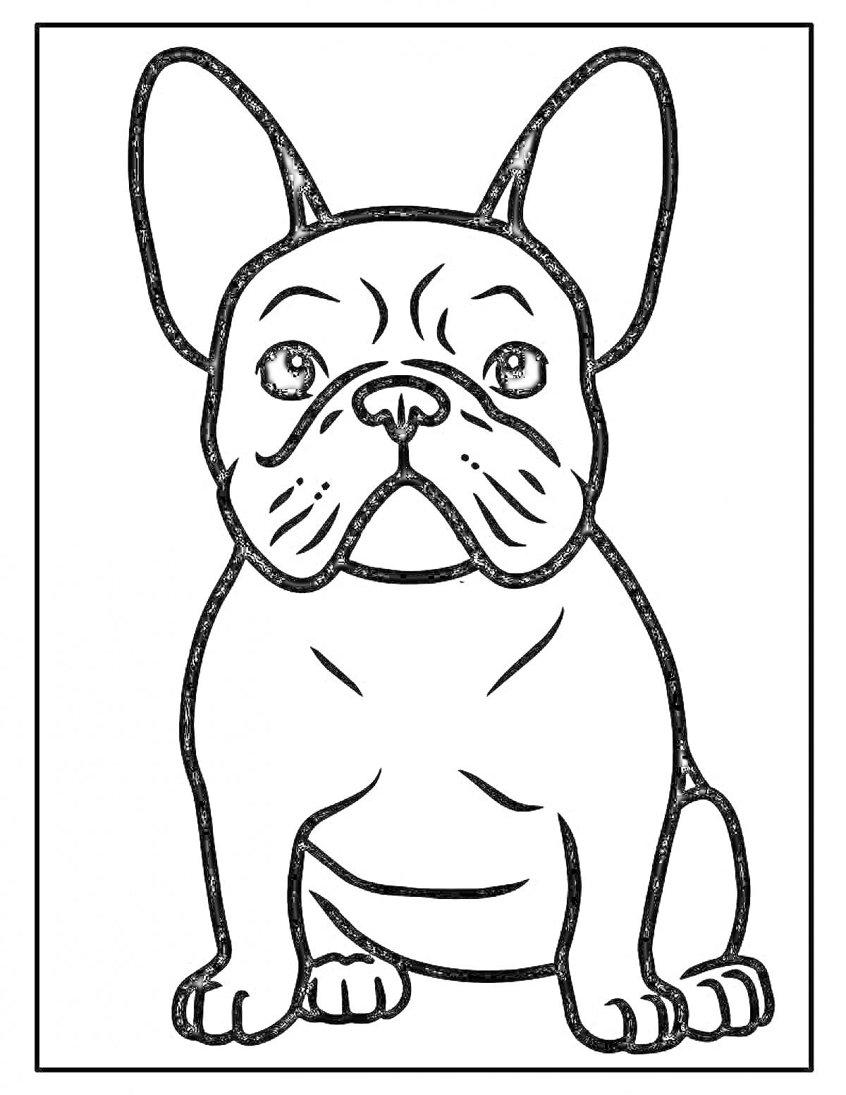 На раскраске изображено: Бульдог, Собака, Большие уши