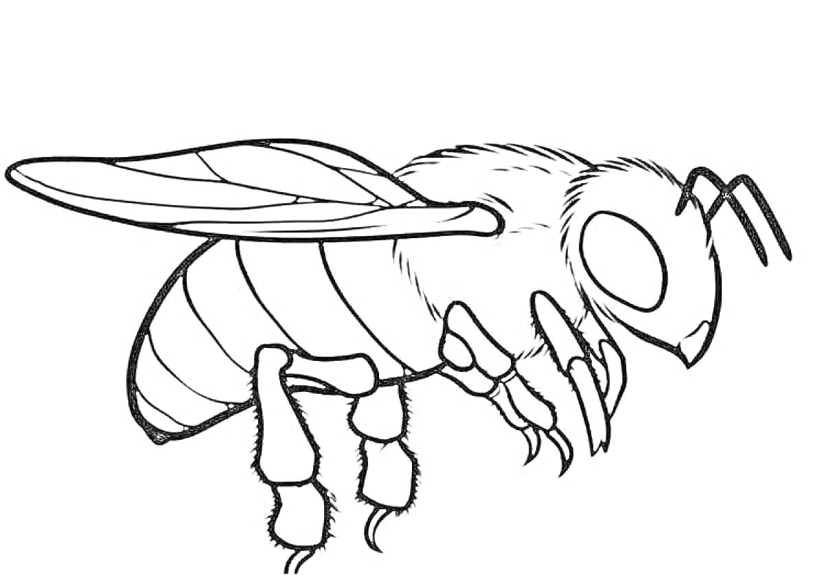 Раскраска Пчела с крыльями и усиками