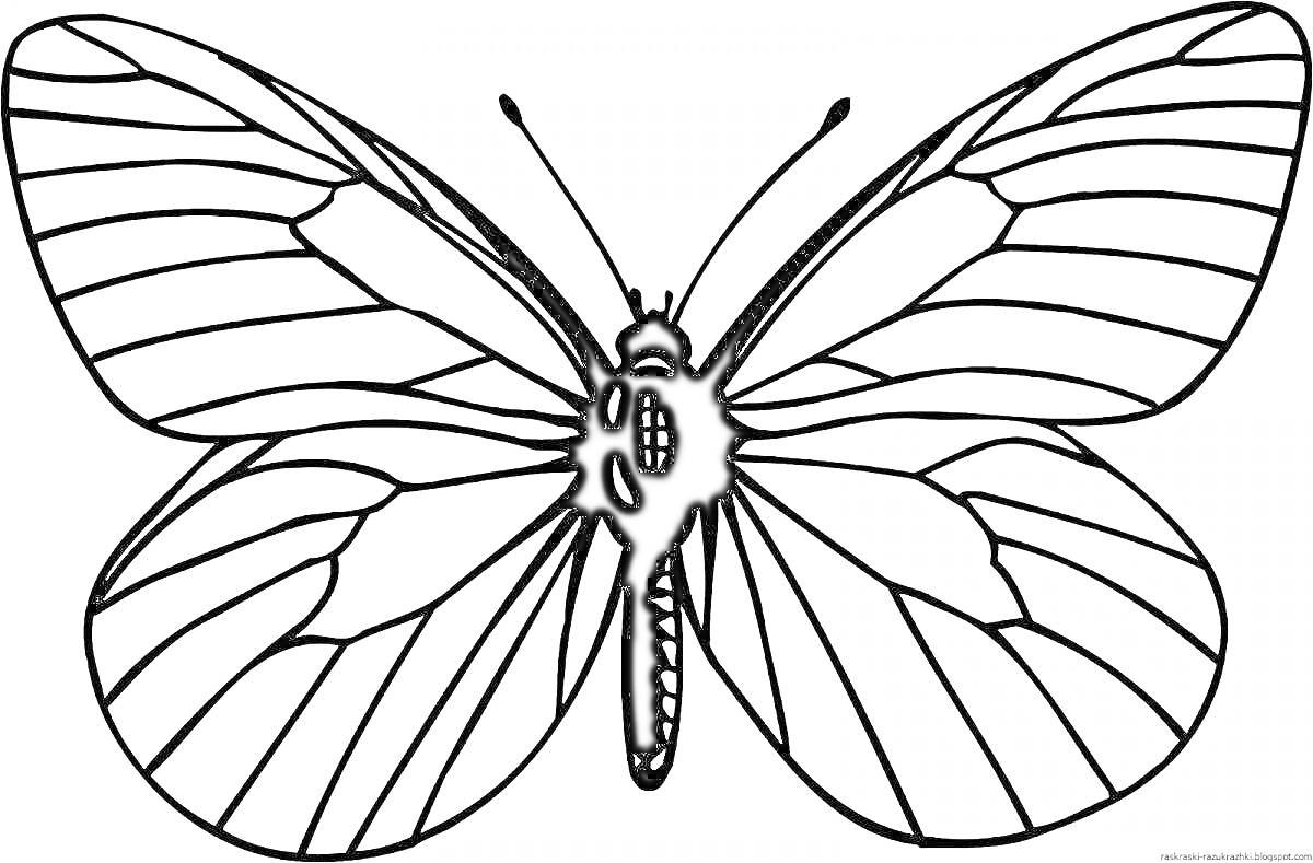 Раскраска Черно-белый рисунок бабочки с деталями крыльев и тела
