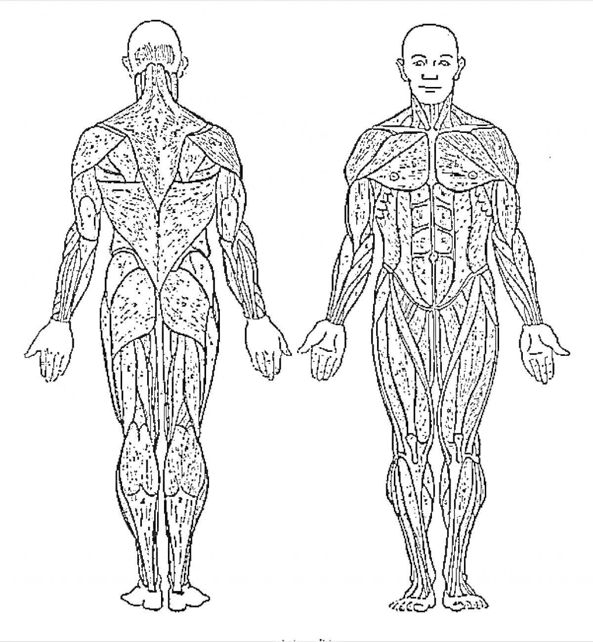 Раскраска Изображение мышц человеческого тела: передний и задний вид. Включает в себя основные группы мышц верхней и нижней частей тела, плечевого пояса, спины, грудной клетки и ног.