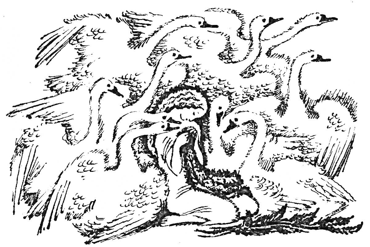 Раскраска Девушка, сидящая среди диких лебедей
