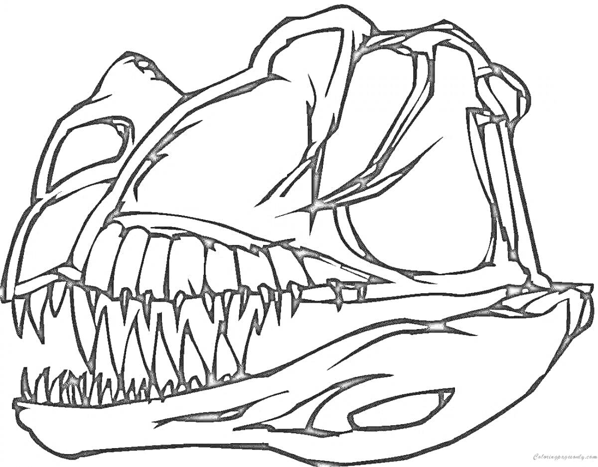 Раскраска Череп динозавра с зубами