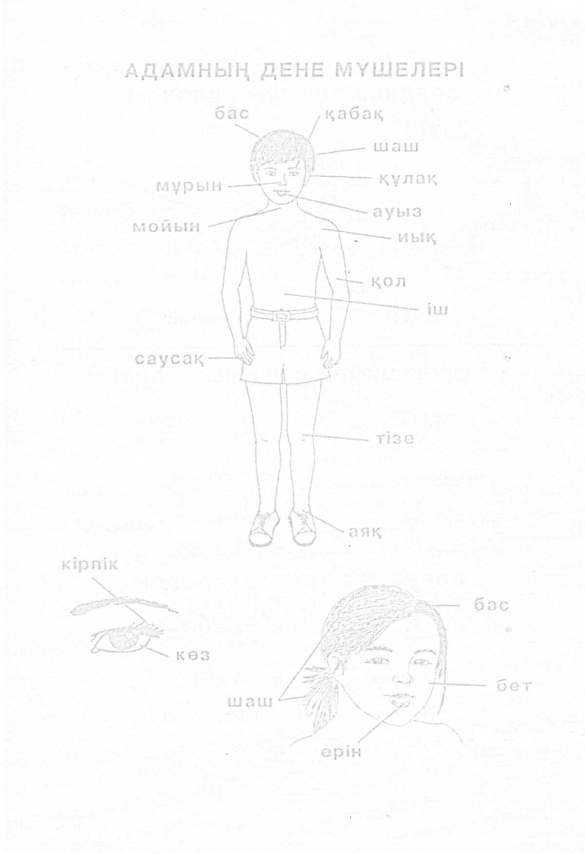 Раскраска Адамның дене мүшелері: бас, қабақ, шаш, құлақ, ауыз, иық, мұрын, мойын, қол, саусақ, іш, тізе, аяқ, көз, кірпік, bet, ерін