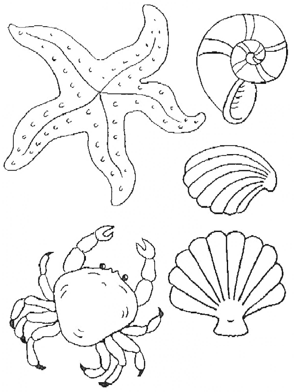 Раскраска морская звезда, морская раковина, две раковины, краб