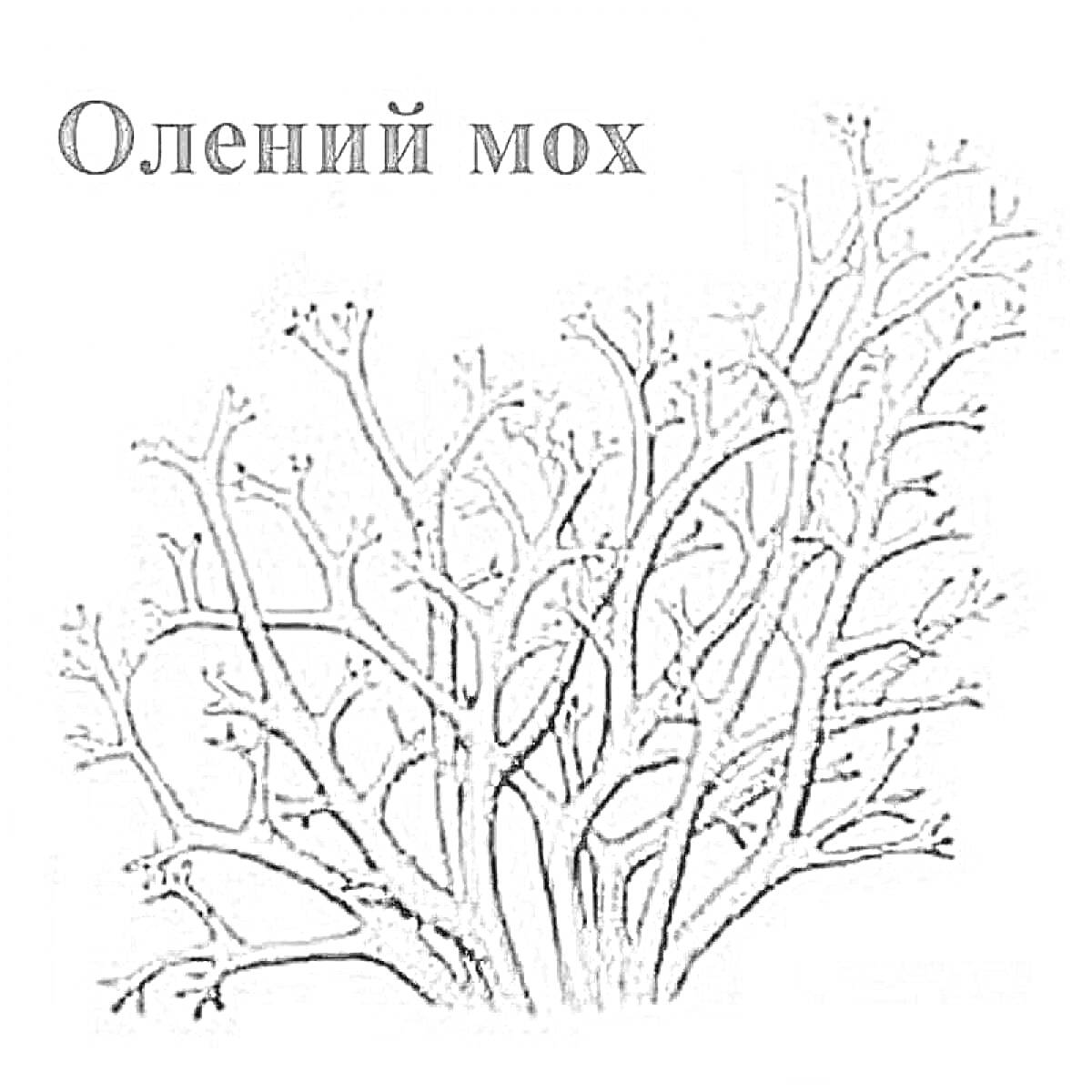 Раскраска Олений мох