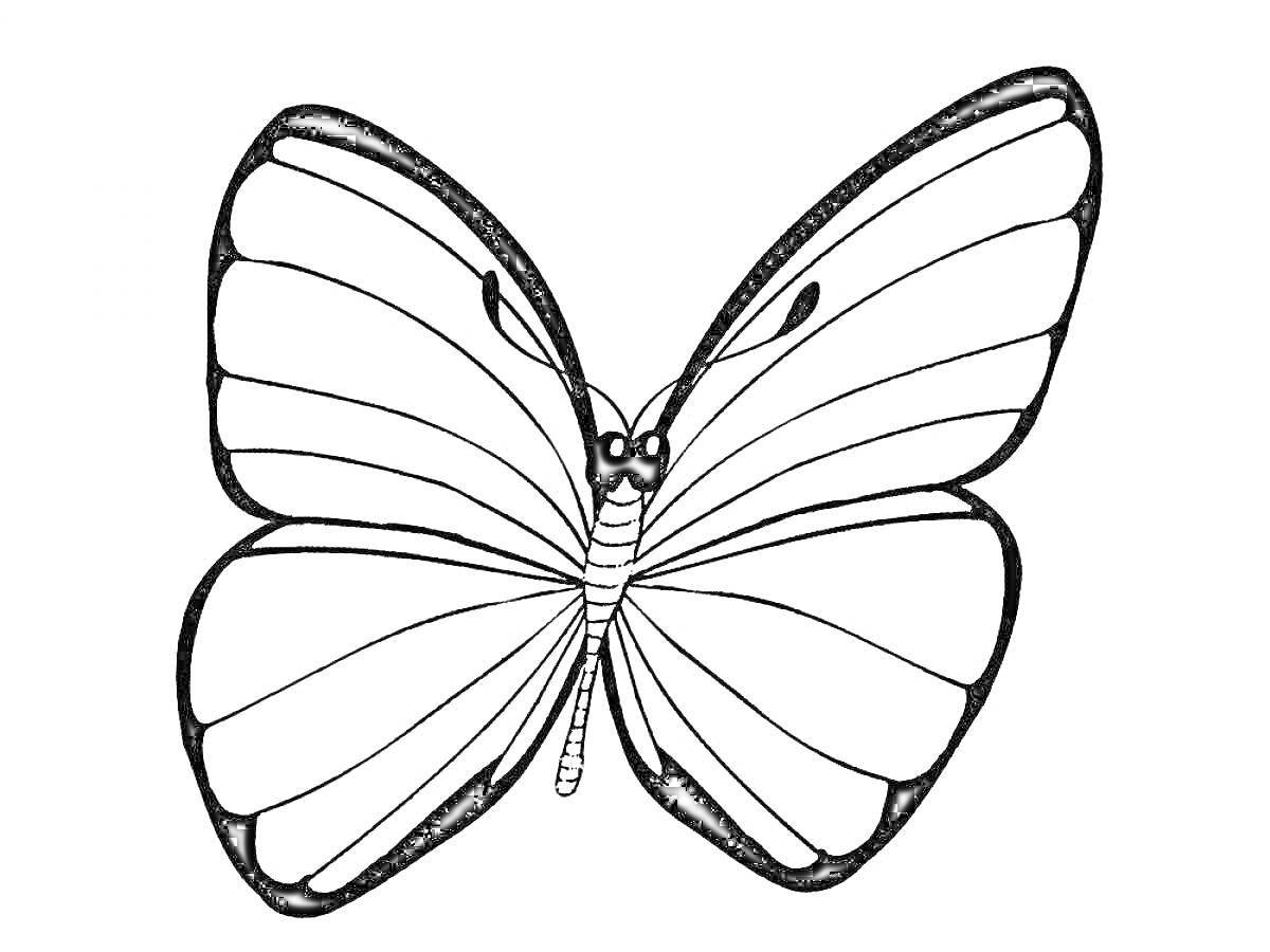 Раскраска Бабочка с симметричными крыльями и полосатым телом.