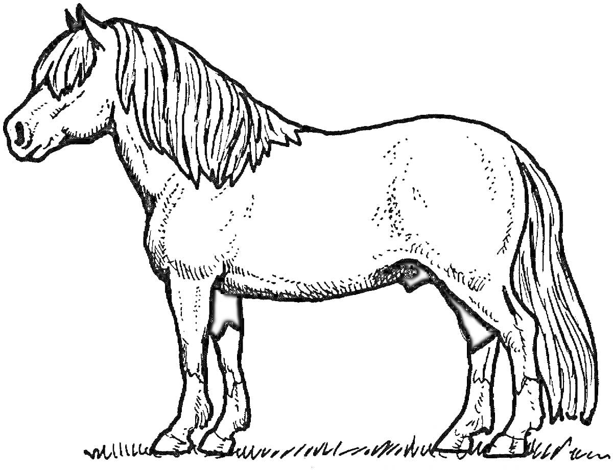 Раскраска Лошадь Пржевальского, стоящая на траве