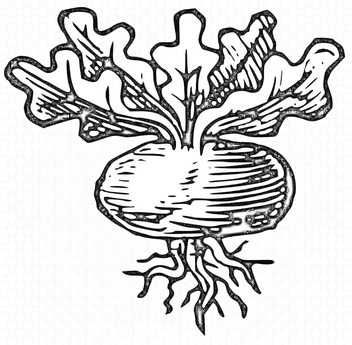 На раскраске изображено: Корнеплод, Листья, Корни, Иллюстрация, Овощи