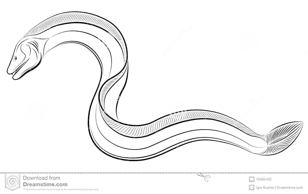 Раскраска Контурное изображение мурены с изгибающимся телом
