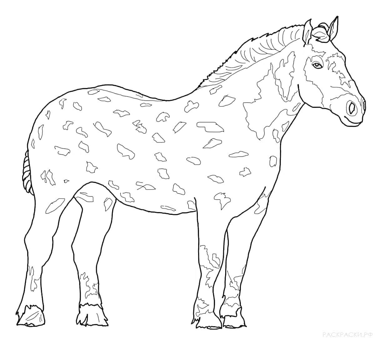 На раскраске изображено: Лошадь, Пятна, Для детей, Копыта, Грива, Хвост