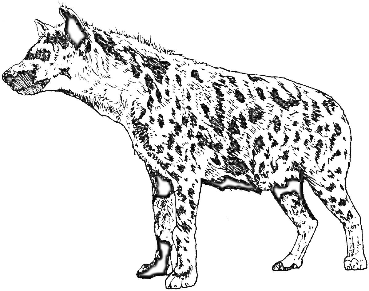 Раскраска Полосатая гиена стоящая боком