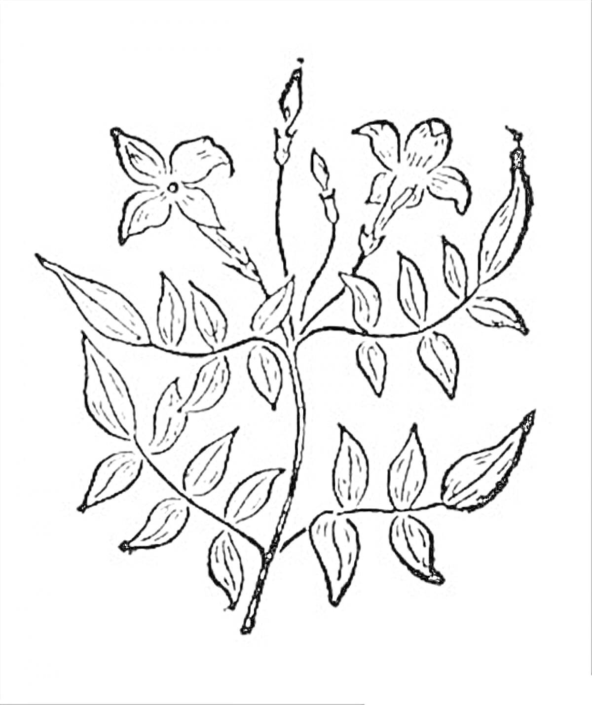 На раскраске изображено: Жасмин, Листья, Цветы, Природа, Растения