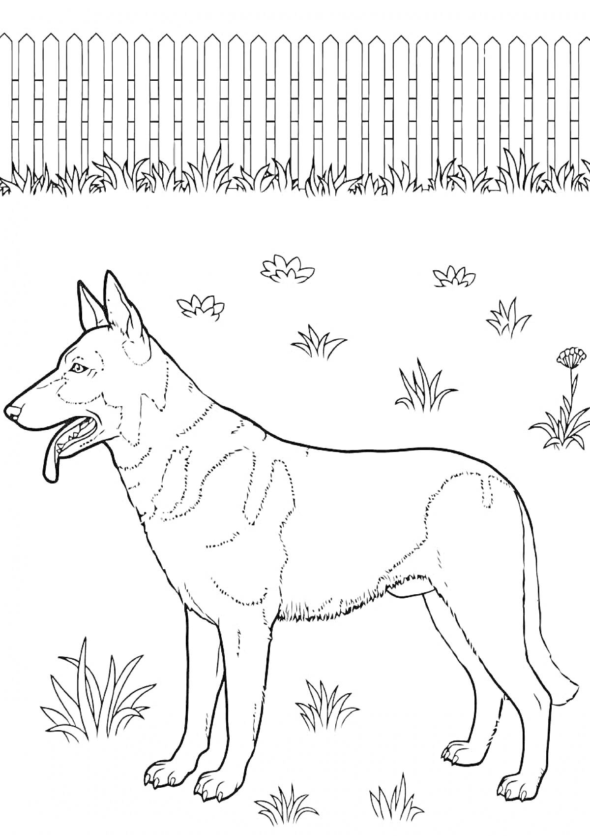 Раскраска Собака лайка на фоне забора и травы