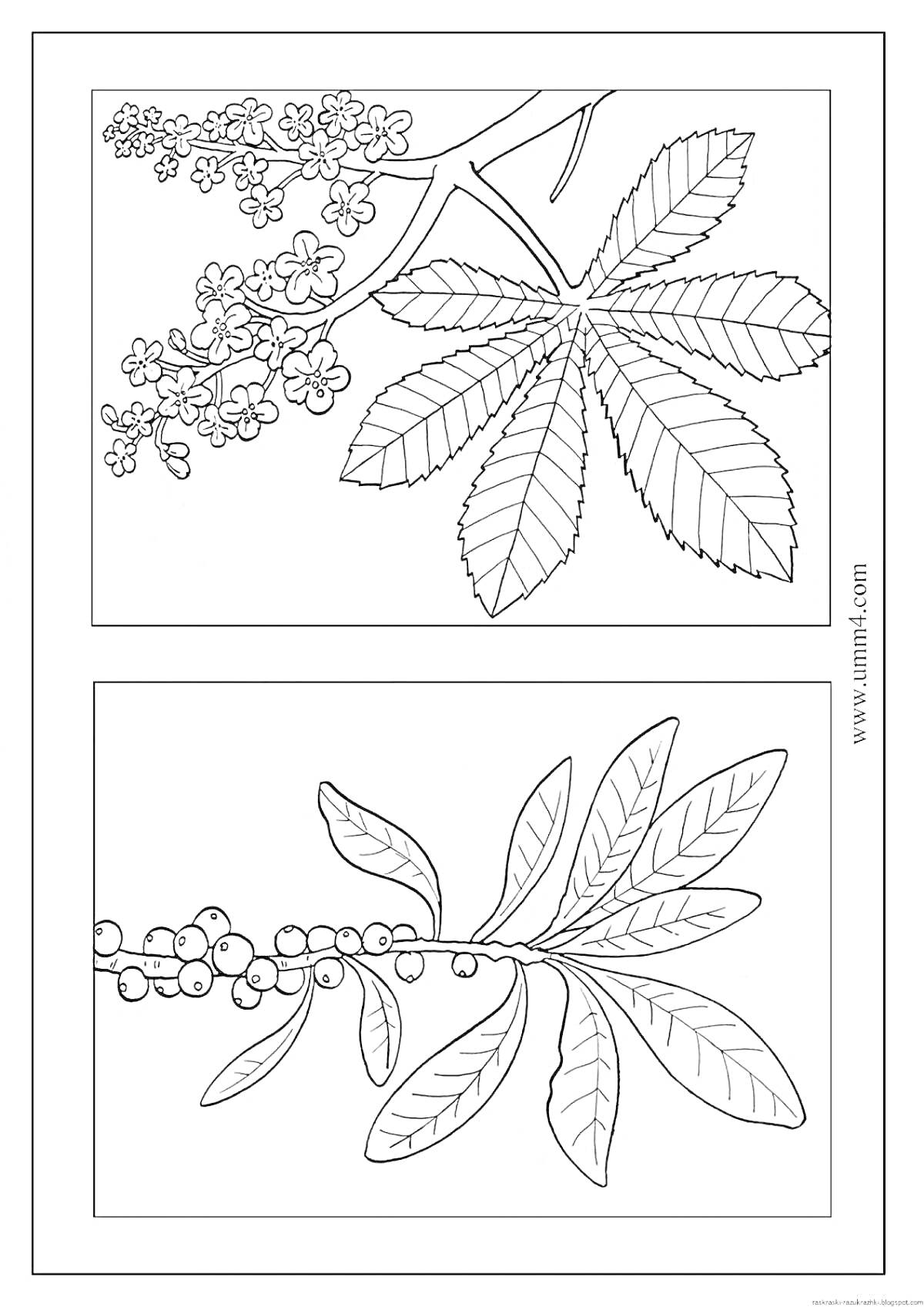 На раскраске изображено: Цветы, Листья, Ягоды, Природа, Для детей