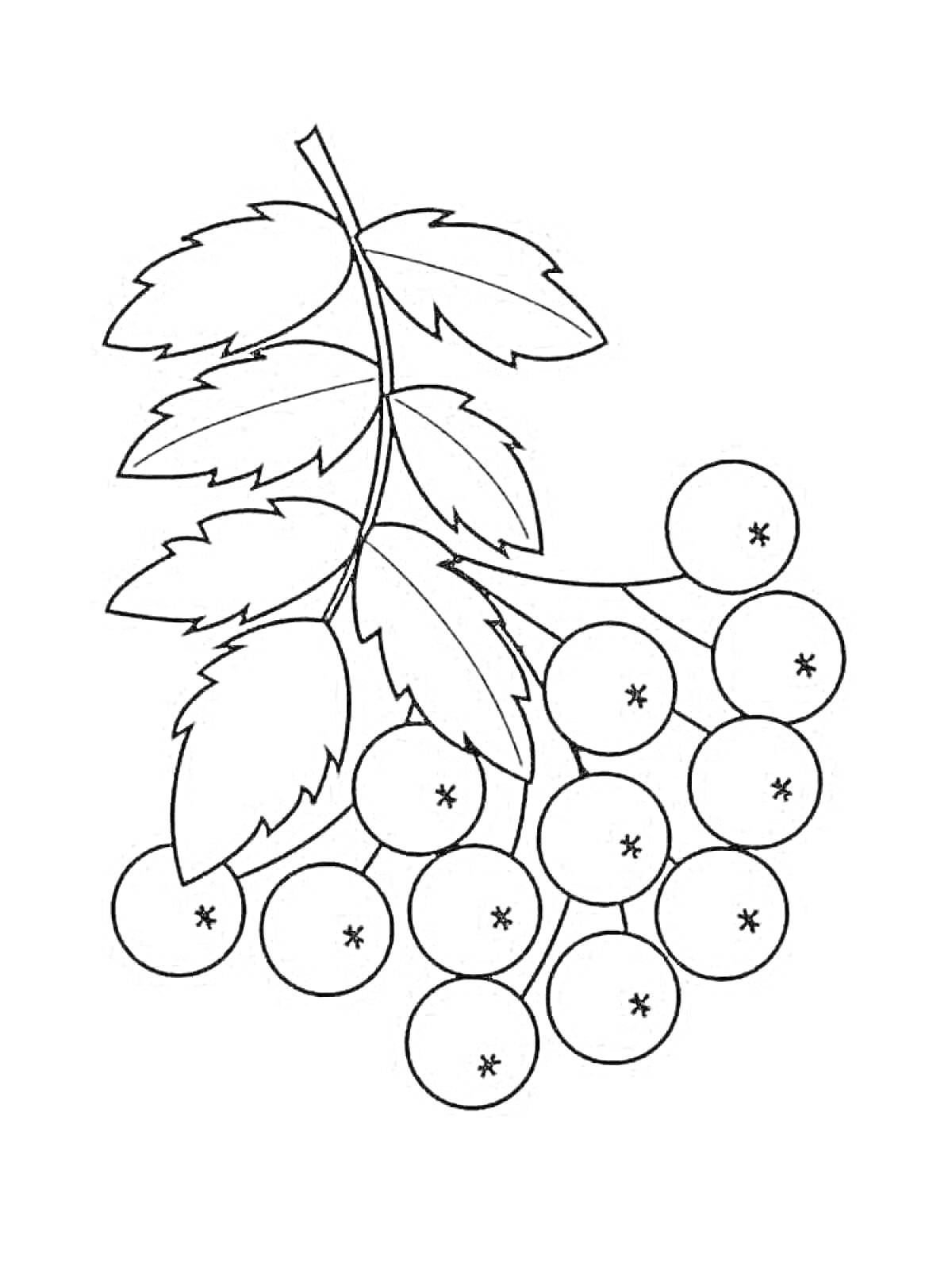 Раскраска Веточка с листьями рябины и гроздь ягод