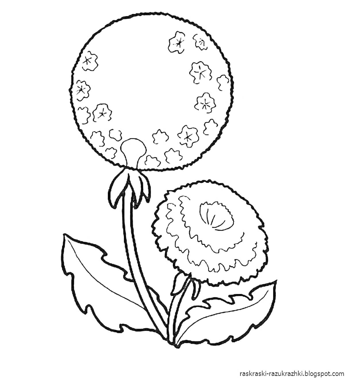Раскраска одуванчик с двумя цветками и листьями