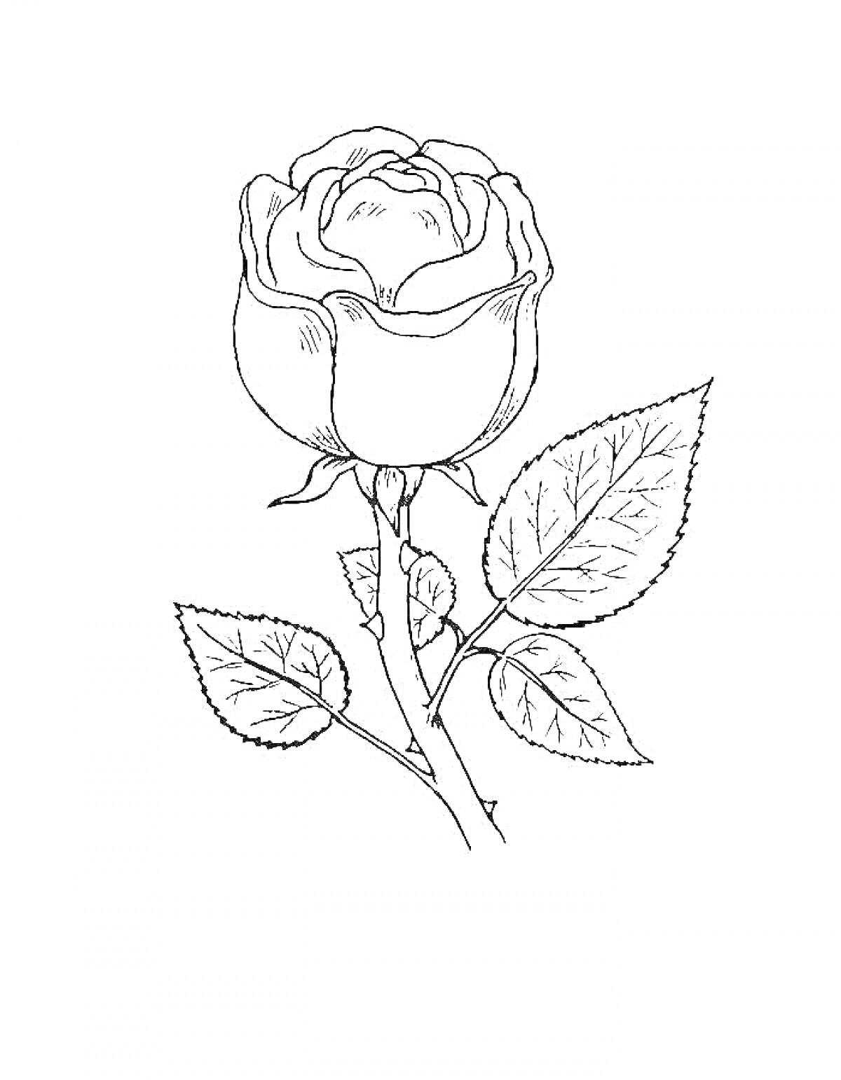 Раскраска Роза с тремя листьями на стебле