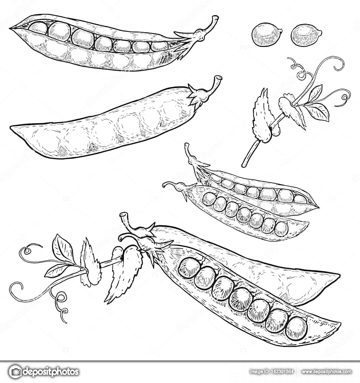 Раскраска Горошек: стручки, листья и зерна