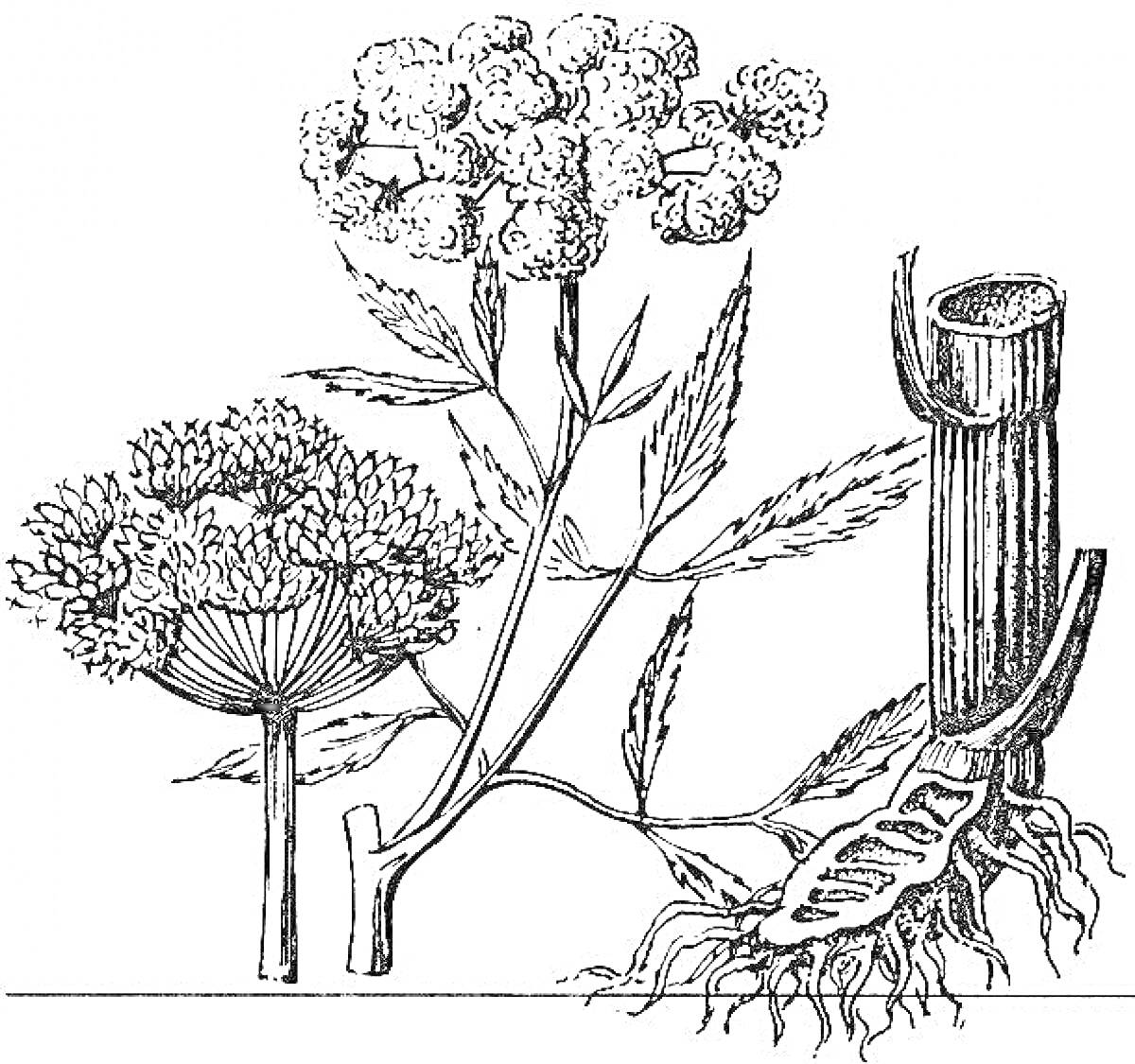 Ядовитые растения с цветами и корнями (растения с зонтичными соцветиями и корневыми структурами)