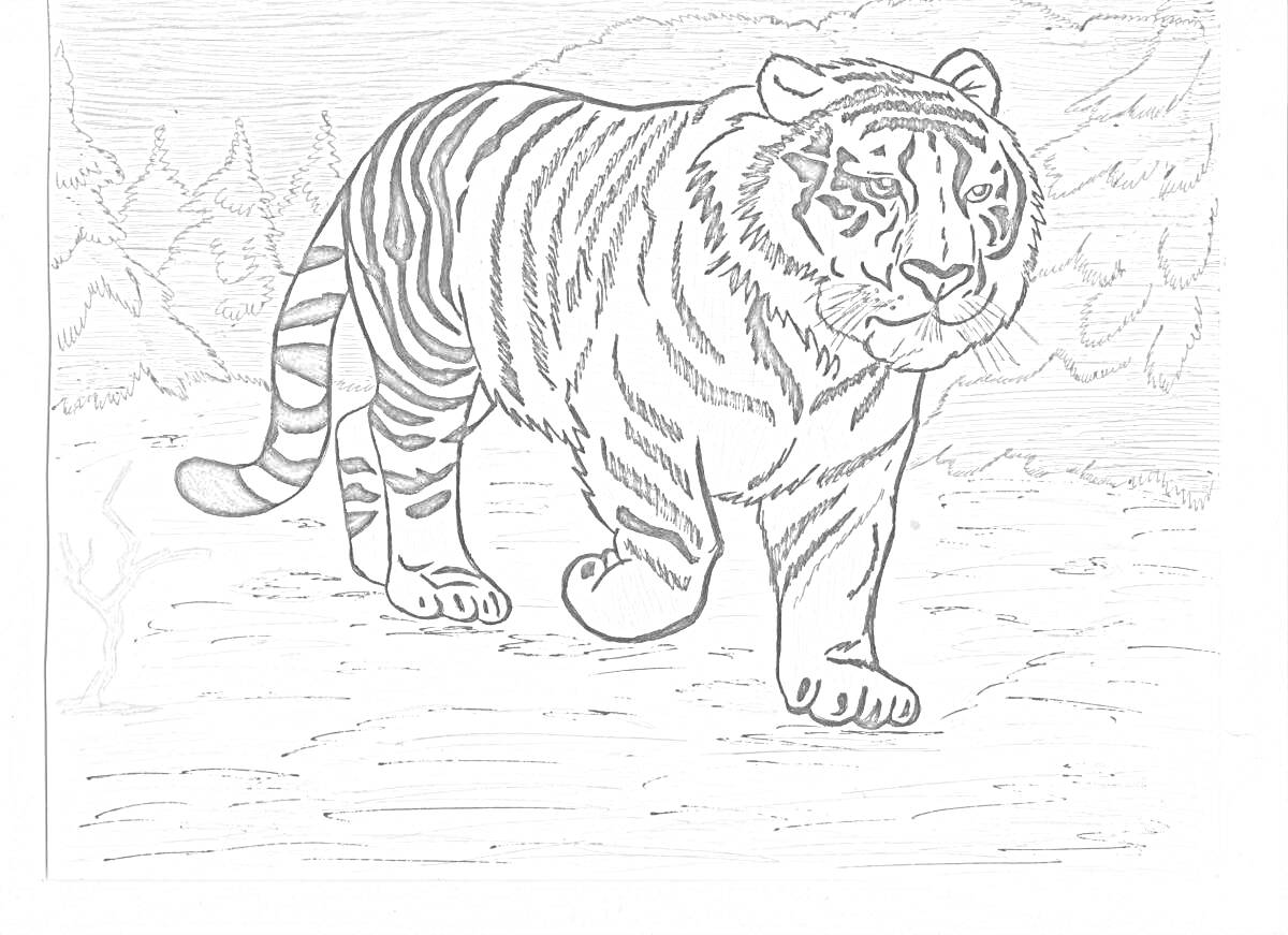 На раскраске изображено: Тигр, Амурский тигр, Зима, Снег, Лес, Хвойные деревья, Природа, Животные
