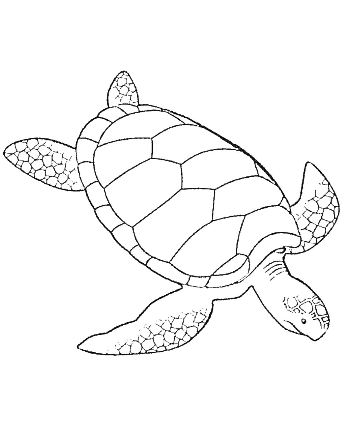 На раскраске изображено: Морская черепаха, Морские животные, Панцирь, Плавники, Черепаха, Океаны