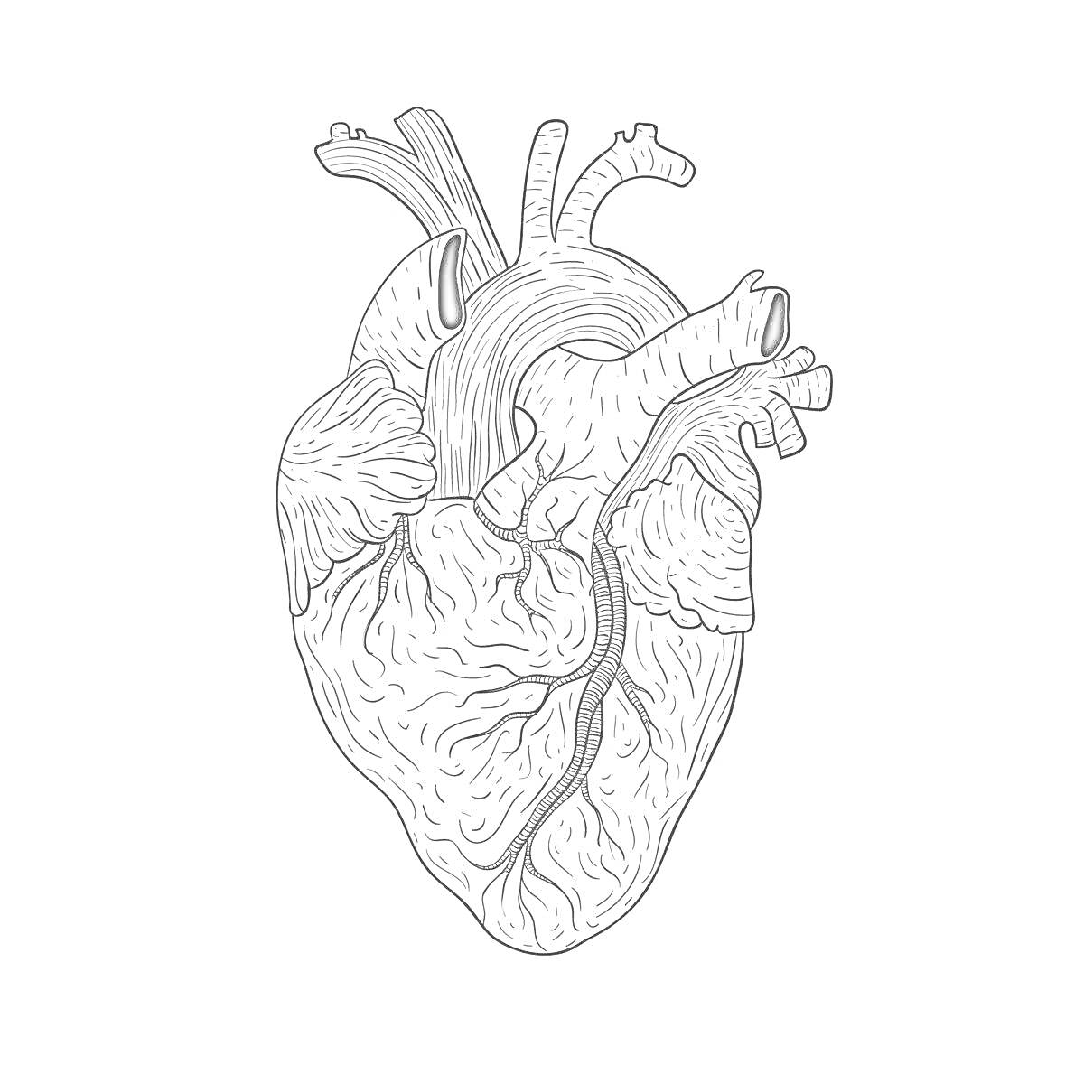 Раскраска Анатомическое сердце с артериями, венами и деталями сердечных стенок