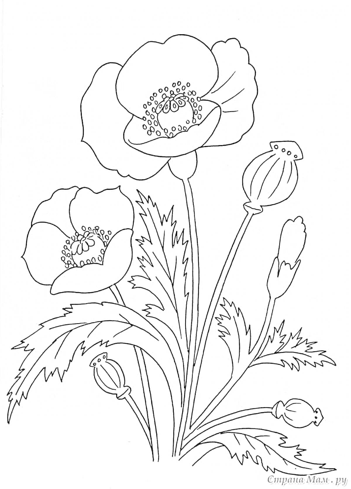 На раскраске изображено: Мак, Цветы, Листья, Для детей
