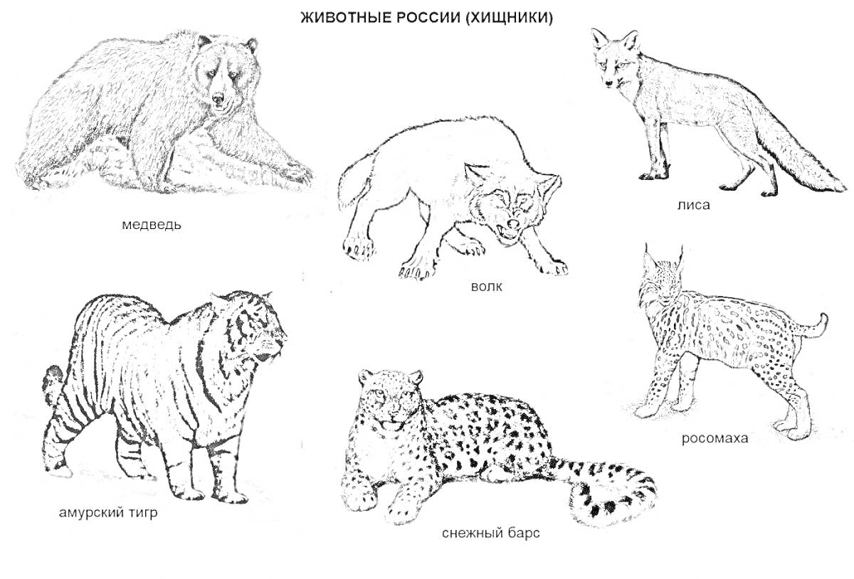 На раскраске изображено: Медведь, Волк, Лиса, Амурский тигр, Снежный барс, Рысь, Животные, Красная книга, Хищники, Россия