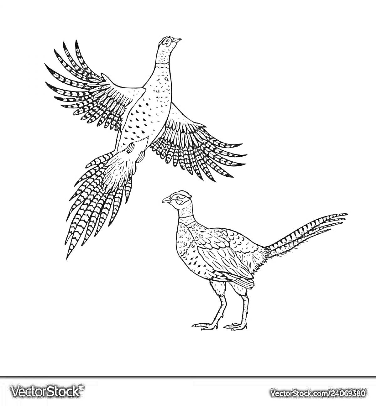 Раскраска Летящий и стоящий фазаны на белом фоне