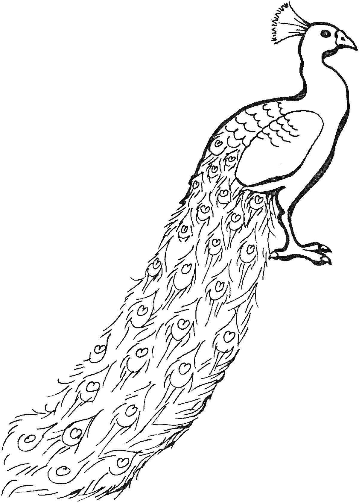 На раскраске изображено: Павлин, Длинный хвост, Перья, Птица, Контурное изображение