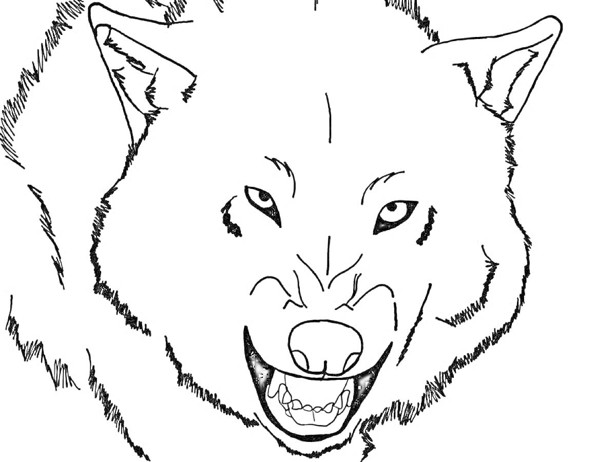 На раскраске изображено: Волк, Голова, Оскал, Зубы, Уши, Животные, Контурные рисунки, Хищники
